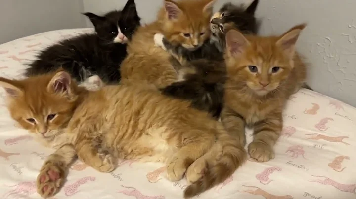 Watch the video about (7 week old) Maine Coon Kittens sleeping, mom cat with kittens, Red Maine coons, Black Smoke kitty