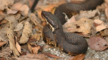 How to Avoid a Snake Bite