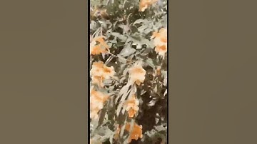 اخر ساعة من يوم الجمعة #الجمعة #ساعة_أستجابةسورة_الكهف