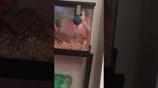 Gerbil thumping feet