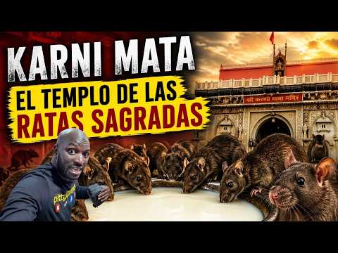 “Entré al templo de las RATAS SAGRADAS en India… y no podía creerlo”