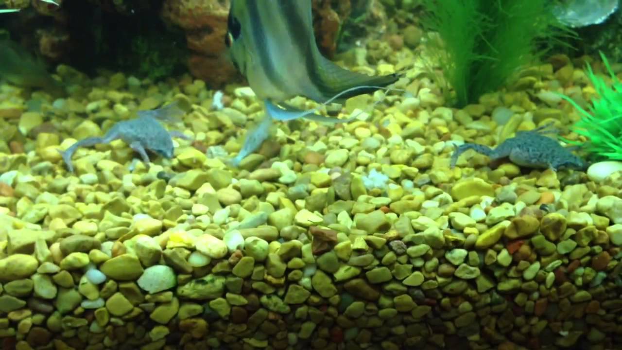 Dwarf African frogs eating ghost shrimp 