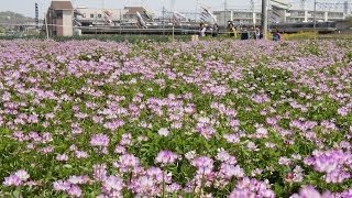 2014島本町レンゲ畑開園