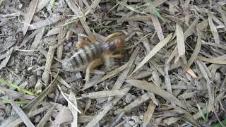 Shiny potato bug runs for his life!