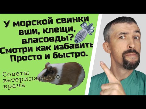 Как избавить морскую свинку от власоедов