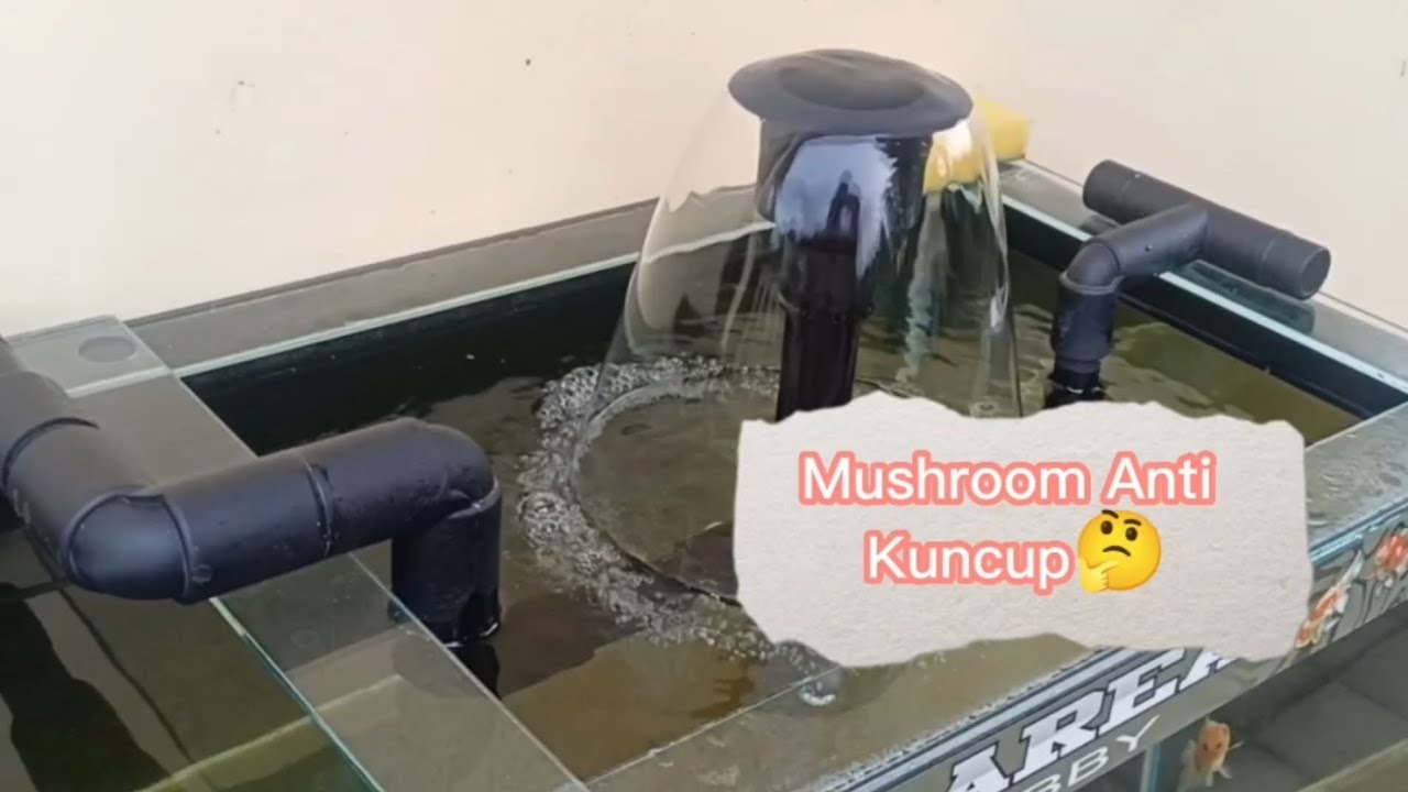 Setting Mushroom Aquarium Filter Samping Sederhana YouTube