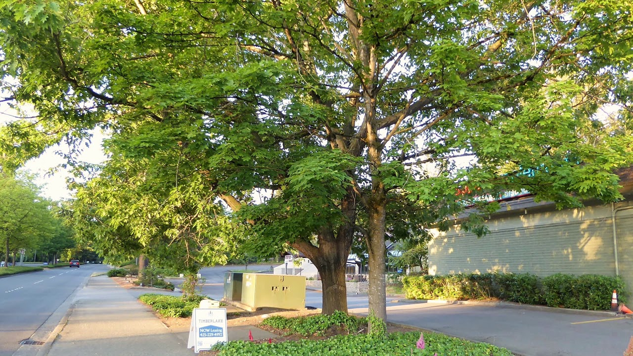 Save 300 trees in East Bellevue YouTube