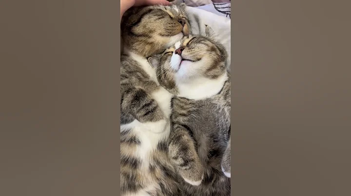 Video 10117791: cat cutecat pets funnycats, funnycat cat pet cute, cat pets cutecat funny, cat loves sleeping