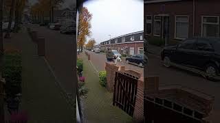 Download Lagu Buurman op lama ramt tuinpoort – dit wil je zien! MP3 Download Lagu Buurman op lama ramt tuinpoort – dit wil je zien! MP3