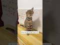 Em mèo kiên cường #pets