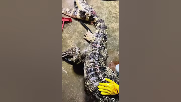 A large crocodile weighing several hundred kilograms #crocodile #shipping nationwide #high end ingre