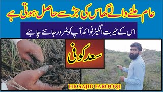 Nagar motha ke fayde | ناگرموتھ کے فائدے | سعد کوفی کیا ہے | murk ke fayde | مرک/ڈیلا گھاس کے فوائد