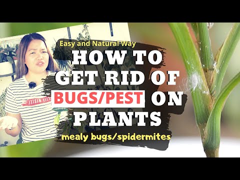 Come sbarazzarsi di Bugs / parassiti su piante | EP 14