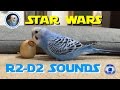 スターウォーズのR2-D2をマネするおしゃべりインコのピピ（生後３ヶ月）Budgerigar talks like R2D2 sounds. [#039]