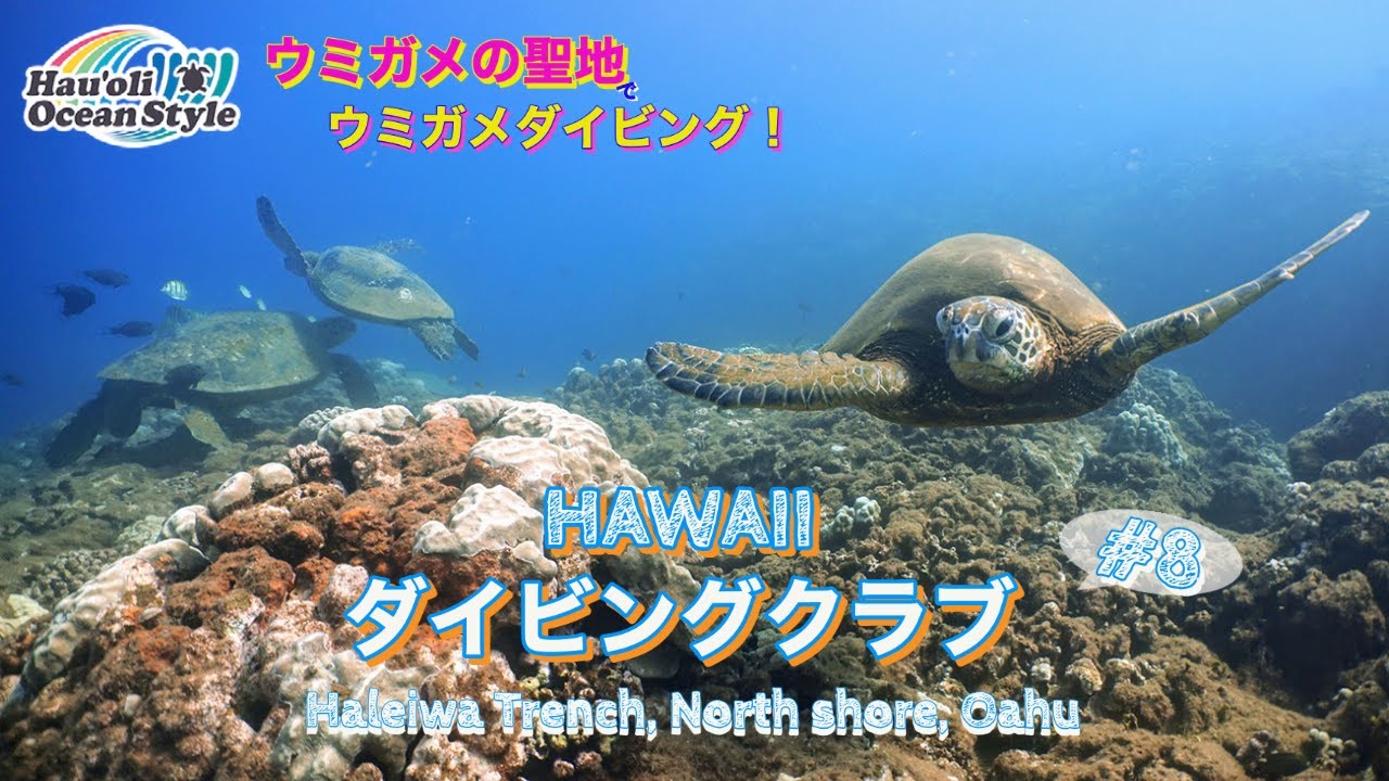 ハワイダイビングクラブ 夏限定ポイント ノースショアでウミガメと泳ぐダイビング Scuba Diving At Haleiwa Trench North Shore Oahu Youtube