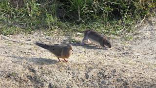 Rats eat birdseed with Mourning Dove
