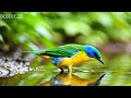 ?? 24/7 LIVE: Spring Nature & Relaxing Piano ?? Focus Music for Concentration
