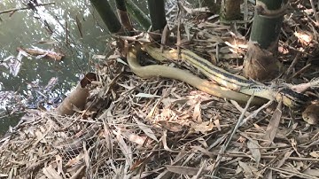 #BẫyRắnĐồngTháp #Tập113 thăm lưới bẩy rắn ngoài đồng lúa chín dính con rắn hổ ngựa khủng quá đã