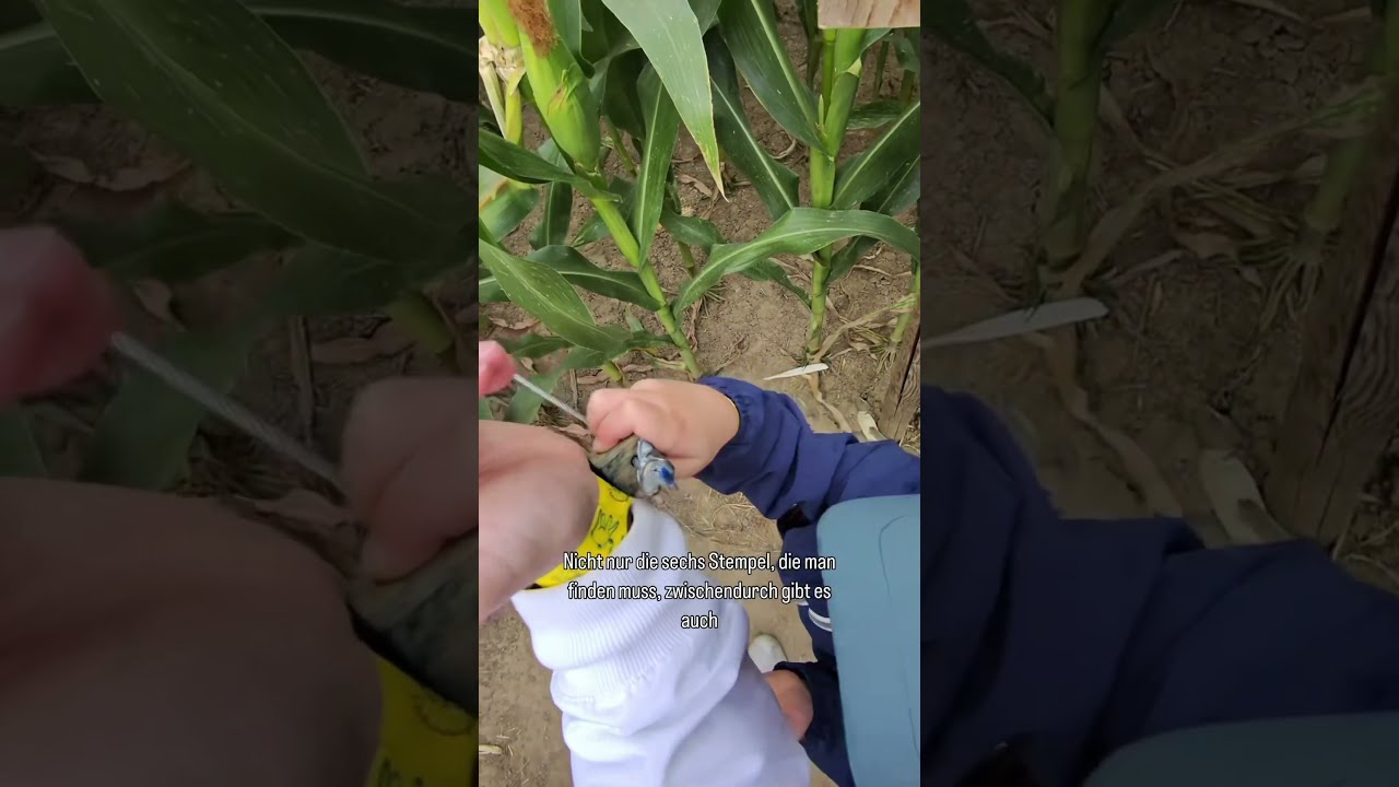 Lost im Maislabyrinth! 😱 #dadlife #ausflug #family