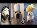 Funny Dogs of TikTok ~ Doggos Doing Funny Things TIK TOK ~ 2020