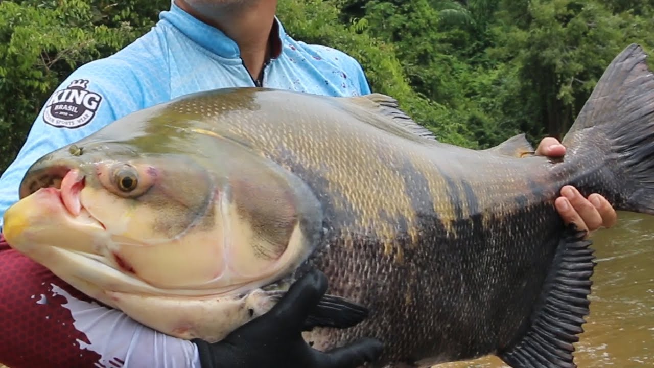 RECORD DE TAMBAQUI SELVAGEM RIO APIACÁS, POUSADA PIMENTA FISHING