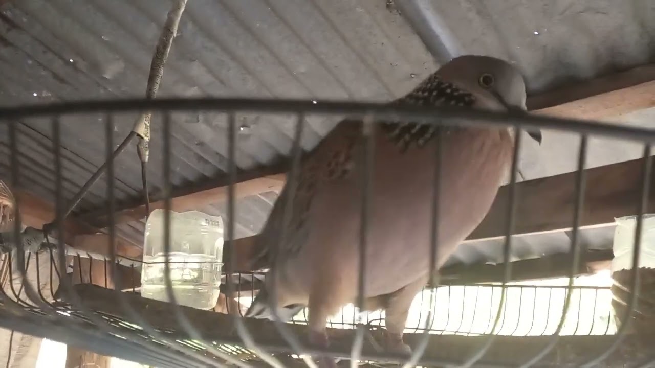 เสียงนกเขาใหญ่ #จ้าวแหลมสิงป่าร้อย