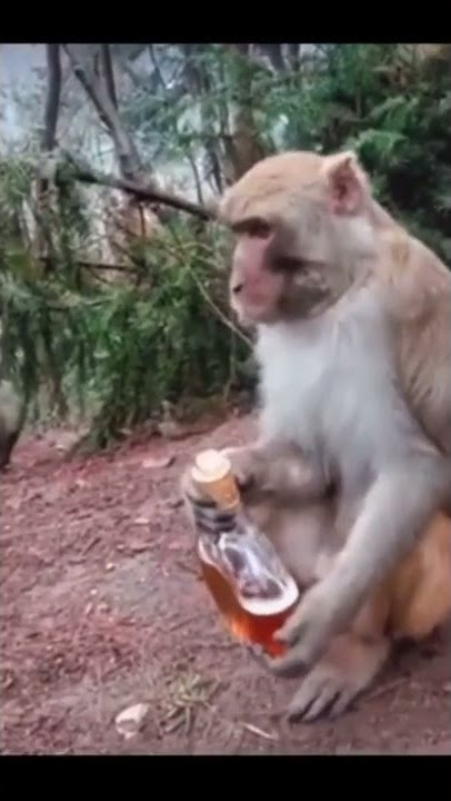 monyet mletre  😂😂
