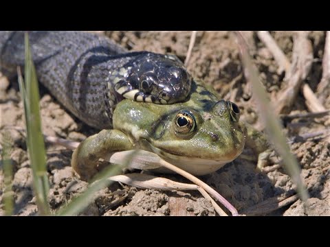 Grass snake eats frog / Culebra de collar come rana / Couleuvre à collier mange grenouille