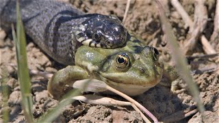 Grass snake eats frog / Culebra de collar come rana / Couleuvre à collier mange grenouille