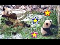 Baby panda Fuhin playing with mother and bamboo is very cute!! in Shirahama Adventure World,japan