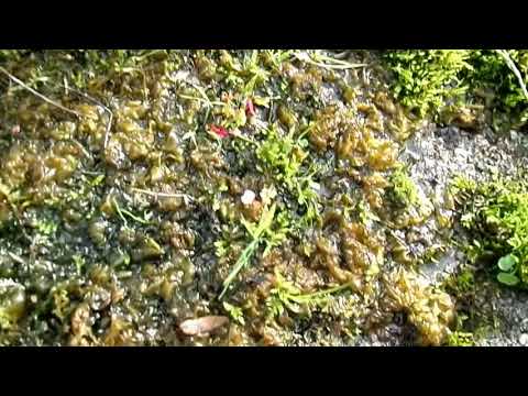 Nostoc  - That Odd Brown &rsquo;Seaweed&rsquo; on Tarmac or Concrete