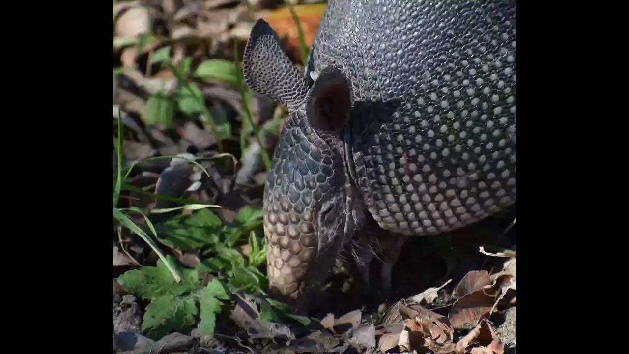 Armadillo Sound / Armadillo Voice / Animal Sounds - YouTube