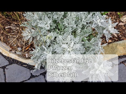 Video: Grau- und Silberpflanzen - Gärtnern mit Silberblattpflanzen im Garten