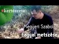 Fagyal (Ligustrum) metszése - Megyeri Szabolcs Kertészet webáruház