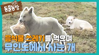 ‘음식물 쓰레기’로 끼니를 때우며 ‘섬’에서 생활하는 개 I TV동물농장 (Animal Farm) | SBS Story