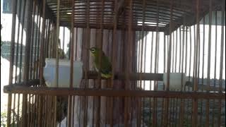 Mata putih betina / auri betina .pancingan mata putih jantan agar mau bunyi#suaraburung