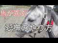 馬が喜ぶ愛撫のやり方【乗馬・馬術】How to praise a horse【HorseCommunicationJapan】