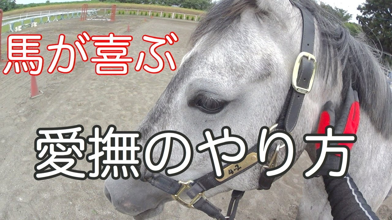 馬が喜ぶ愛撫のやり方 乗馬 馬術 How To Praise A Horse Horsecommunicationjapan Youtube