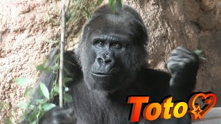 Gentle aged gorilla, Toto background. Ueno Zoo, Western Gorilla