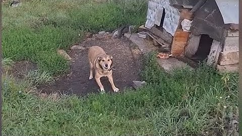 The Dog and the House | Clip