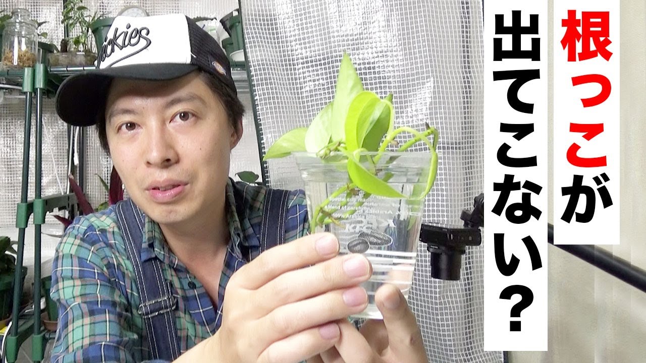 完全版 ポトスの水挿しに挑戦 １週間で発根はしません 観葉植物 Youtube