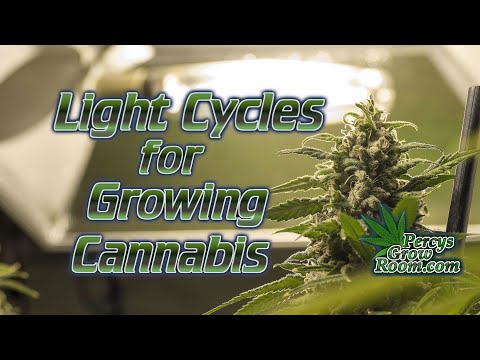 Light Cycles for Growing Cannabis, Fully Explained