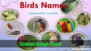 Birds names / Sinhala through Tamil