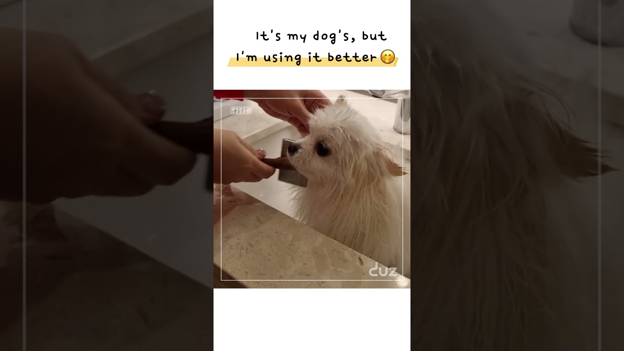 It's my dog's but I'm using it better 🤭