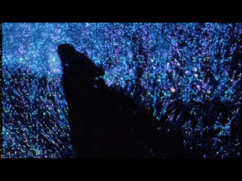 naQari - აცდა მარადის