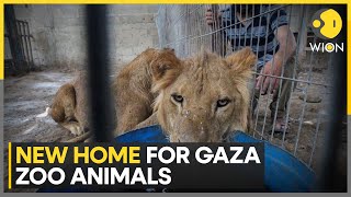 Israel war: Gaza zoo animals evacuated amid war | World News | WION