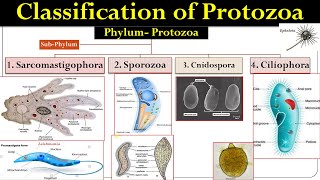 Protozoa classification | classification of protozoa | Protozoa | Honigberg Classification