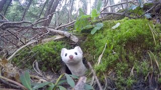 White Ermine