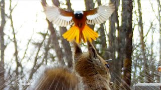 Brave Daurian Redstart Repeatedly Attacks a Japanese Squirrel!