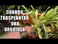 Cuando y Como Trasplantar una Orquidea